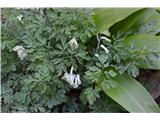 Že cvete bledorumeni koreničnik ali bledorumeni petelinček-Pseudofumaria alba .