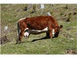 krava mlekarica na planini Prevala