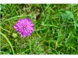 Grabljišče-ni ogersko ali poljsko. Cvetje je izrazito intenzivne rozne barve.