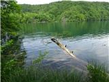 Oštri Medvjeđak Plitvička jezera