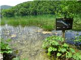 Oštri Medvjeđak Plitvička jezera - Jezero Galovac