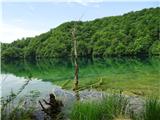 Oštri Medvjeđak Plitvička jezera