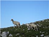 Ovce na poti