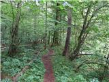 Koželjeva pot pot v glavnem po gozdu