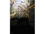 Kraške jame  V jami na eni polici vidimo celo  kosti jamskih medvedov.