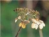 posušen cvet hortenzije