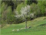 cvetoče drevo v Cavrnu
