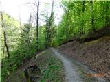 Janče - s kolesom po Borovničevi poti iz Podgrada po gozdni poti pod drugi hrib in greben