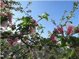 cvetoča jablana prav ob poti