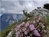 Čudovte cvetlice v zadnjem delu poti - krnske gore so se prehodno malo pokrile