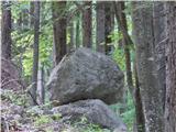 Kamnita goba v gozdu nad planino