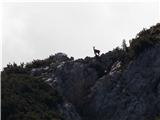 Koze gledajo osle, ki plezajo na vrh