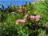 2020.07.09.09 Dlakavi sleč (Rhododendron hirsutum)