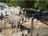 Dugi otok - Orljak 301 m Dalmatinski magarac