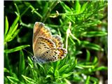 modrin -v resnici izredno majhen metulj