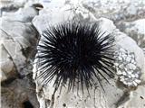 Lastovo - Sozanj 231 m morski ježek