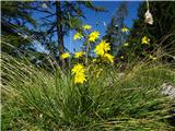 krožna pot Srednji vrh - Mojstrovica - Trupejevo poldne 2020.08.01.107 rumeno cvetje