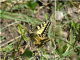 krožna pot Srednji vrh - Mojstrovica - Trupejevo poldne 2020.08.01.191 lastovičar (Papilio machaon)