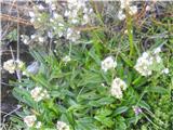 Mislim, da sem prepoznal jetičnika, ki ne raste pri nas-Valeriana celtica subsp. norica .