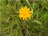 Neki dimek ali škržolica .Je močno rumenooranžne barve .Mislim, da bo otavčič-Leontodon croceus.Naj bi bila mejna roža.