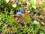 Prvič sem nekako prepoznal drobnolistno kopinšnico-Vaccinium gaultheriodes.Ima modre jagode -rastla je poleg borovnic in brusnic.