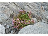 Dvocvetni kamnokreč-Saxifraga biflora -sem ga v Avstriji že videl in določil kako leto nazaj-pri nas ne raste.