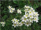 Hostov kamnokreč. Imamo dve podvrsti.Ta ima pikice v cvetu-Saxifraga hostii subsp. rhaetica. Prepoznamo tudi  po daljših listih.