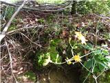 Gozdna škržolica -Hieracium glaucinum.
