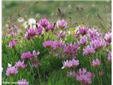 Alpska detelja (Trifolium alpinum)