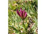 Alpska detelja (Trifolium alpinum)