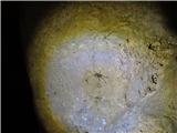 Županova jama jamska kobilica