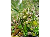Alpska cepetuljka (Chamorchis alpina)