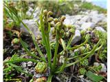 Alpska cepetuljka (Chamorchis alpina)