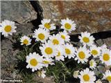 Alpska ivanjščica (Leucanthemopsis alpina)