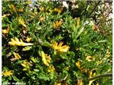 Alpska ivanjščica (Leucanthemopsis alpina) - listi