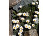 Alpska ivanjščica (Leucanthemopsis alpina)