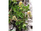 Alpska vrba (Salix alpina), nezreli plodovi