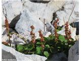 Alpski kislec (Oxyria digyna)