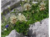 Bleda detelja (Trifolium pallescens)