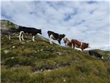 Sarntalske Alpe -Sarner Weisshorn/tudi Penser Weisshorn-Corno Bianco di Pennes -2705m Celo na višini prek 2400m pasejo živino.