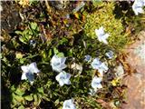 Zadnjo pa predstavljam rožo, ki jo redko vidim-to je koroški lomatogonij-Lomatogonium carinthiacum.Videl sm jo že v Italiji v dolini Belega potoka.