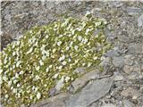Rastejo tako po grušču in melišču-enocvetne smiljke -Cerastum uniflorum-določila malenka.