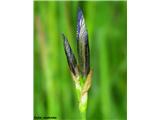 Sibirska perunika (Iris sibirica)