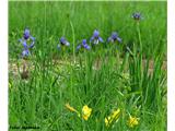 Sibirska perunika (Iris sibirica)