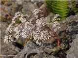 Krasni kamnokreč (Saxifraga cotyledon)