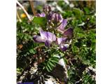 Alpski grahovec (Astragalus alpinus)