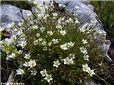 Spomladanska črvinka oz. njena podvrsta, gerardova črvinka (Minuartia subsp. gerardii). Velika planina.