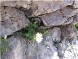 Najbolj pogosta je koroška smiljka-Cerastium carithiacum subsp. carithiacum , vendar jo ne poznam popolnoma.Ne vem , če je ta sploh koroška.