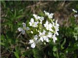 Trilistna penuša-cvete spomladi v senci in na vlažnem rastišču.