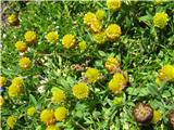 Zanimiva je kostanjevorjava  detelja -Tifolium badium. To najdemo v hribih.
